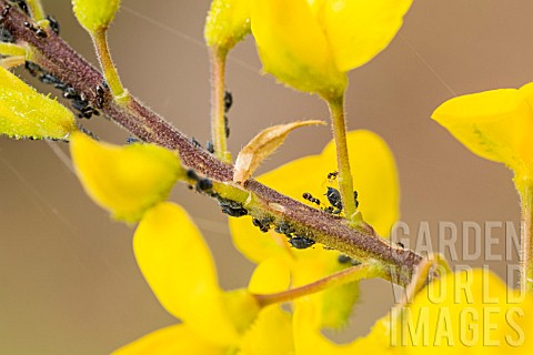 ANTS_AND_APHIDS_ON_LOTUS_CAMPYLOCLADUS