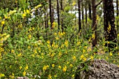 LOTUS CAMPYLOCLADUS IN A PINE FOREST, TENERIFE