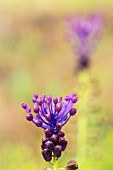 MUSCARI COMOSUM