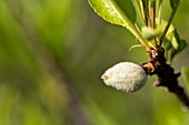 PRUNUS DULCIS