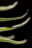 ECHIUM WILDPRETII LEAVES BACKLIT AGAINST DARK BACKGROUND