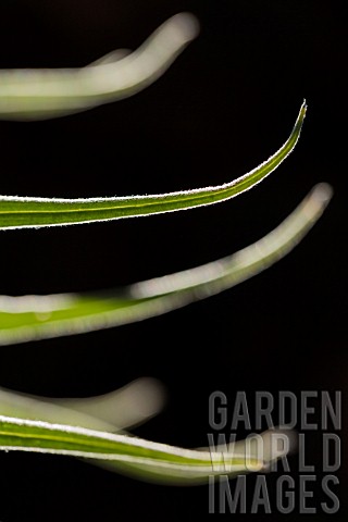 ECHIUM_WILDPRETII_LEAVES_BACKLIT_AGAINST_DARK_BACKGROUND