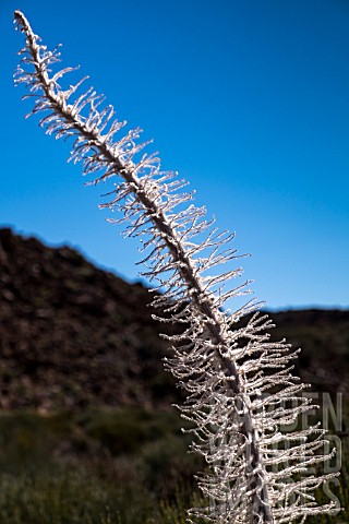 ECHIUM_WILDPRETII_SKELETON