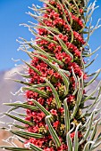 ECHIUM WILDPRETII