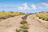 ECHIUM ANGUSTIFOLIUM GROWING DOWN THE CENTER OF A FARM TRACK