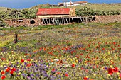 WILDFLOWER MEADOWS IN TENERIFE