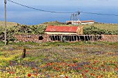 WILDFLOWER MEADOWS IN TENERIFE