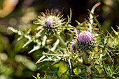 CARLINA MACROPHYLLA