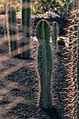 CACTUS GARDEN