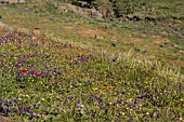 WILDFLOWER MEADOWS IN TENERIFE