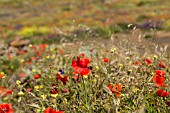 WILDFLOWER MEADOWS IN TENERIFE