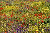 WILDFLOWER MEADOWS IN TENERIFE