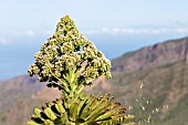 AEONIUM URBICUM