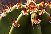 CACTUS SPIKES