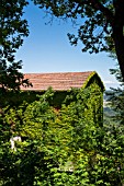 IVY COVERED BARN BUILDING IN TUSCANY, ITALY