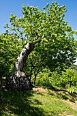 VERY OLD CASTANEA TREE, ITALY