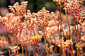 AEONIUM SPATHULATUM