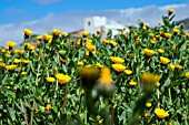 CALENDULA OFFICINALIS