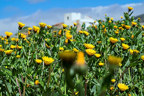 CALENDULA_OFFICINALIS