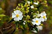 CISTUS MONSPELIENSIS