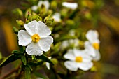 CISTUS MONSPELIENSIS