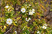 CISTUS MONSPELIENSIS