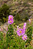 CISTUS SYMPHYTIFOLIUS