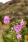 CISTUS SYMPHYTIFOLIUS