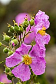 CISTUS SYMPHYTIFOLIUS