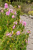 CISTUS SYMPHYTIFOLIUS