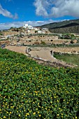 CALENDULA OFFICINALIS ON TERRACES