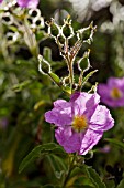 CISTUS SYMPHYTIFOLIUS