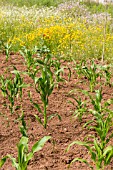 CORNFIELD CORN ON THE COB PLANTS