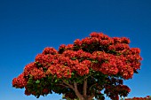 DELONIX REGIA