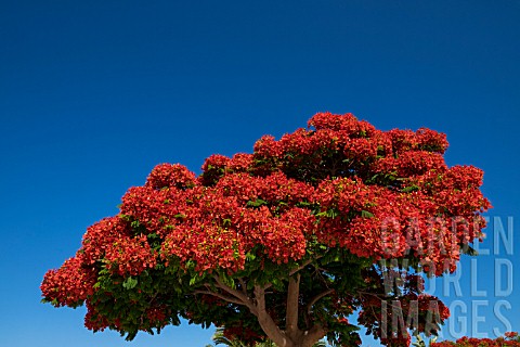 DELONIX_REGIA