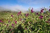 LATHYRUS LATIFOLIUS, EVERLASTING PEA VINE, ERJOS, TENERIFE