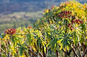 EUPHORBIA ATROPURPUREA