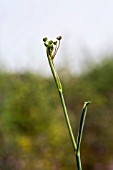 FERULA COMMUNIS