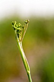 FERULA COMMUNIS