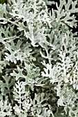 SENECIO CINERARIA, SILVER DUST