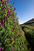 LATHYRUS LATIFOLIUS GROWING ALONGSIDE A PATH IN ERJOS, TENERIFE