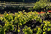 LISTAN BLANCO VINES BACKLIT IN VALLE ARRIBA, TENERIFE