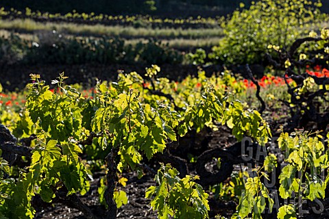 LISTAN_BLANCO_VINES_BACKLIT_IN_VALLE_ARRIBA_TENERIFE