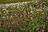 DAISIES AND LUPINS, WILDFLOWERS IN A MEADOW, TUSCANY, ITALY