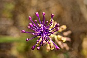 MUSCARI COMOSUM