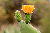 OPUNTIA FICUS INDICA