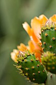 OPUNTIA FICUS INDICA