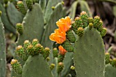 OPUNTIA FICUS INDICA