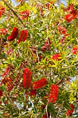 CALLISTEMON CITRINUS