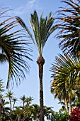 PHOENIX CANARIENSIS